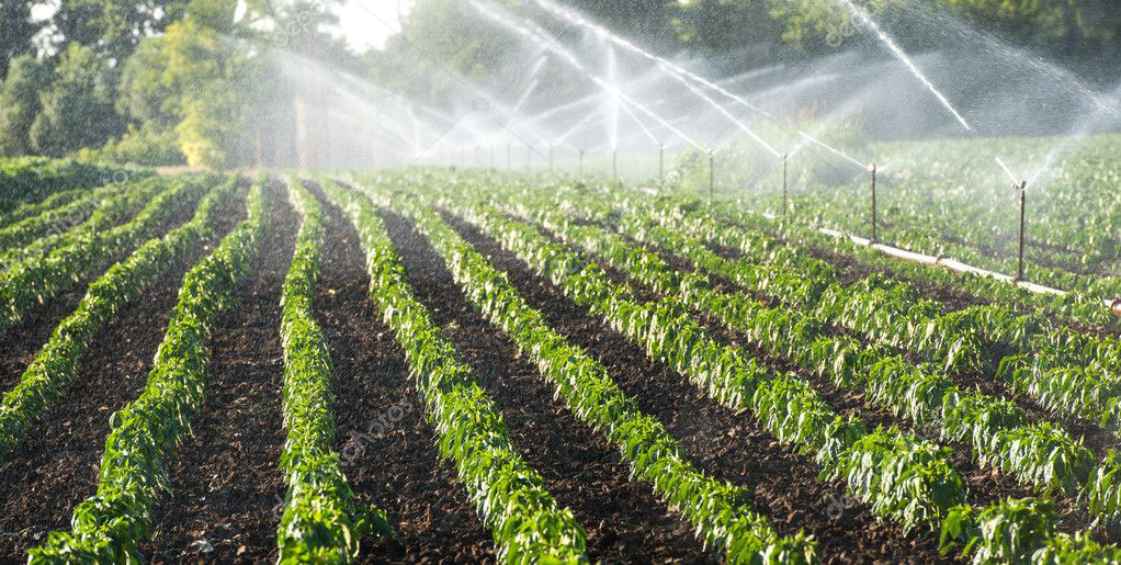 plants with irrigation installed in virginia