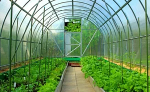 Picture of greenhouse with thriving plants