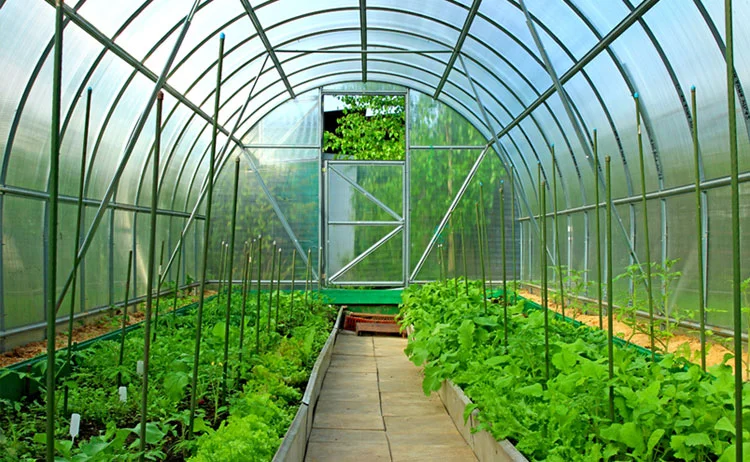 Picture of greenhouse with thriving plants