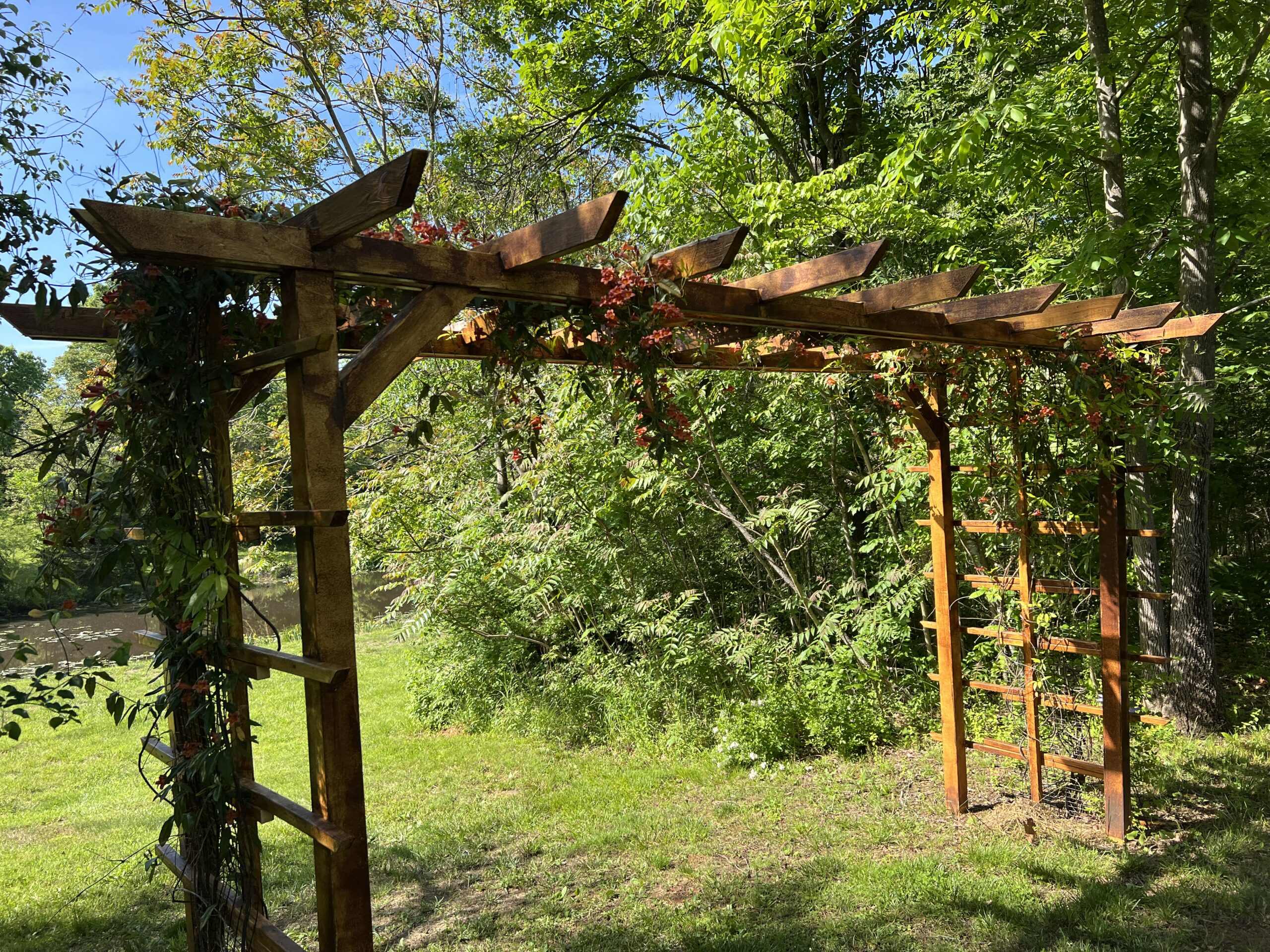 Wooden trellis arbor covered in blooming Bignonia crossvine in a planted Virginia garden