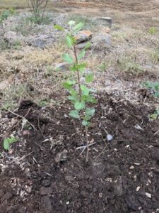 Newly planted rootstock fruit tree set at proper depth by Green Team Builders